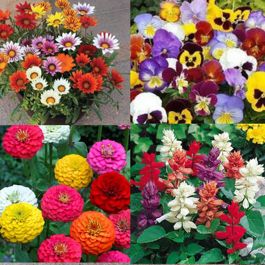 Varieties of Flower Seeds (Pack of 50)