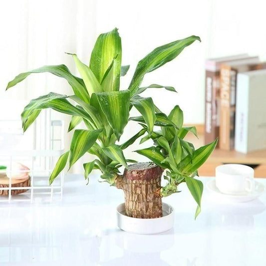 Brazilian Lucky Wood Mini Home Plant Decorations (Buy 1 Get 1 Free)